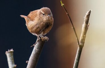 wren-8496039_1280